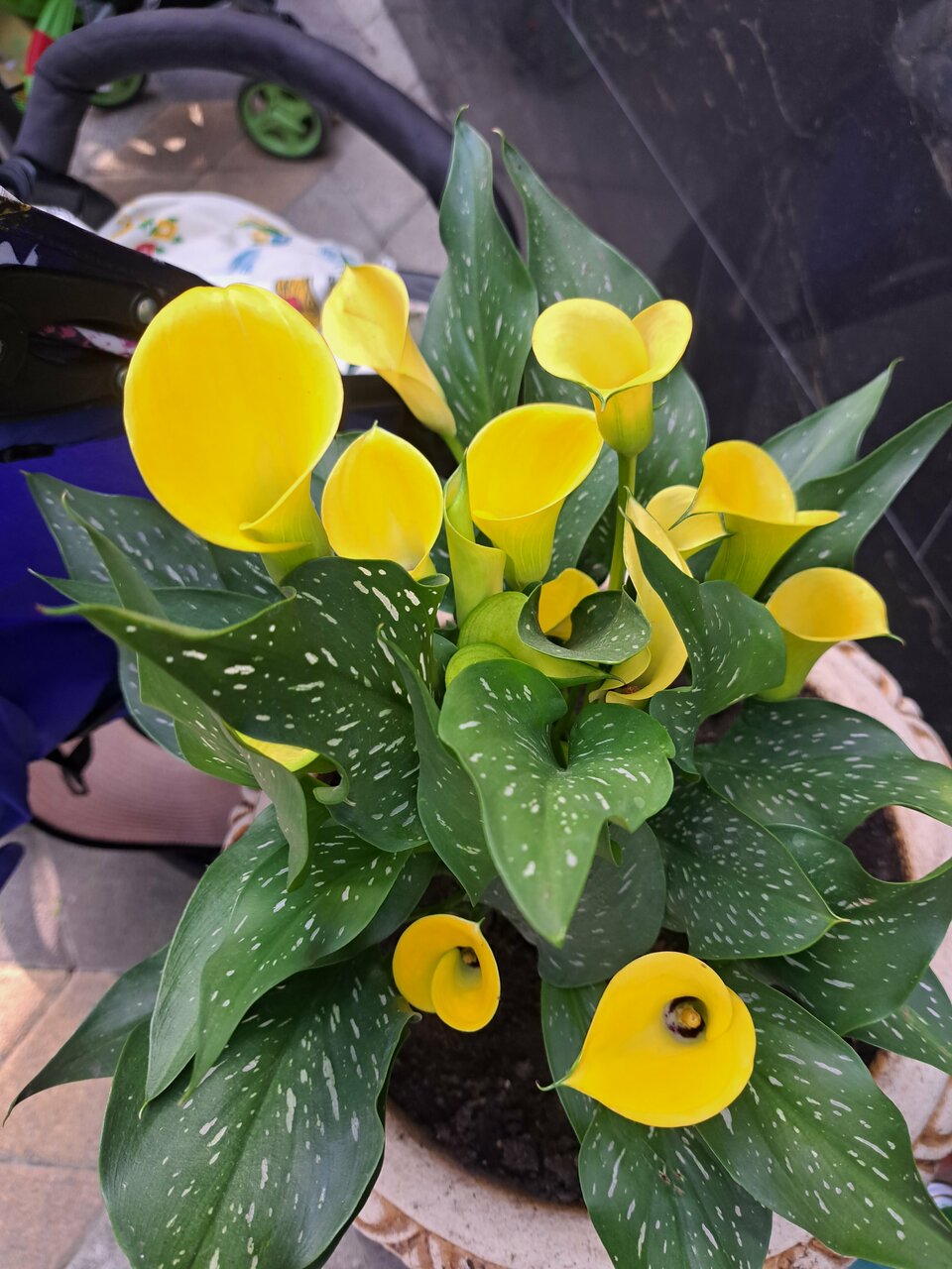 Гостиница Дольче Вита Витязево-147